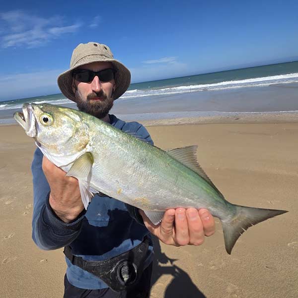 Shad (Elf) caught during guided shore fishing in Jeffreys Bay