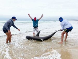 Catch and release of a shark during a guided fishing trip in Jeffreys Bay