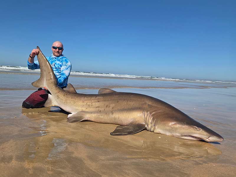 Bronze Whaler shark caught while guided fishing in Jeffreys Bay